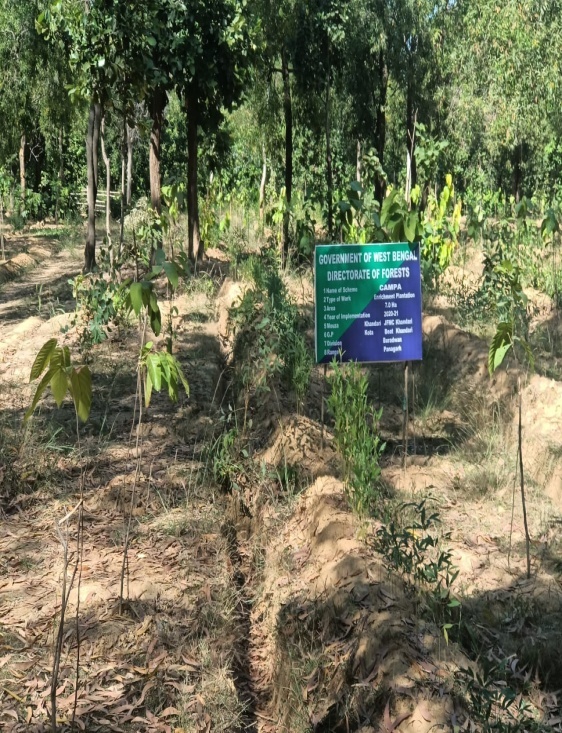 Assisted Natural Regeneration Artificial Regeneration